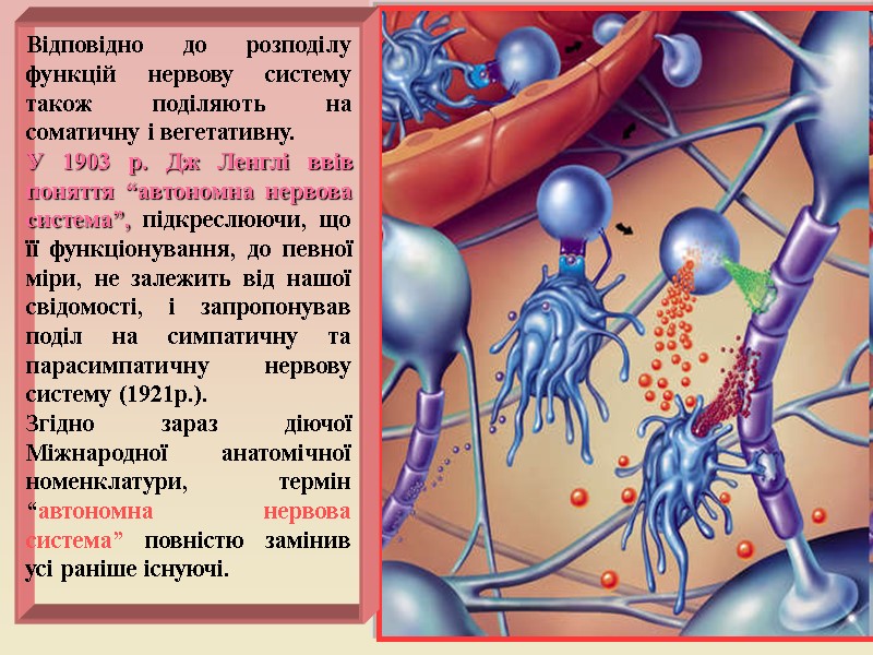Відповідно до розподілу функцій нервову систему також поділяють на соматичну і вегетативну. У 1903